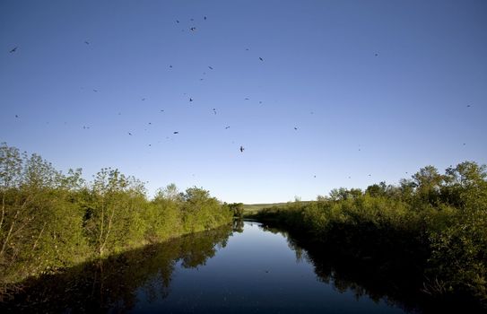 Saskatchewan River and Flock of Swallows near bridge