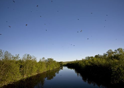 Saskatchewan River and Flock of Swallows near bridge