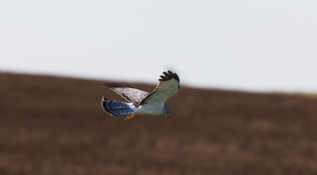 Northern Harrier in Flight Saskatchewan