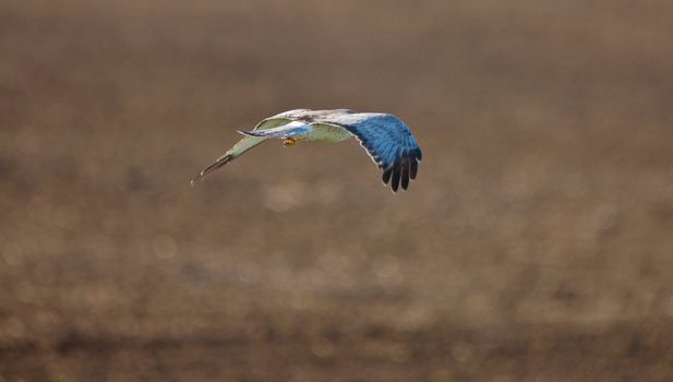 Northern Harrier in Flight Saskatchewan