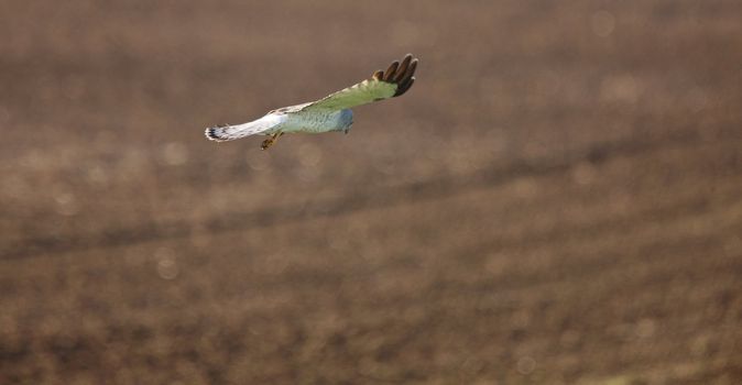 Northern Harrier in Flight Saskatchewan