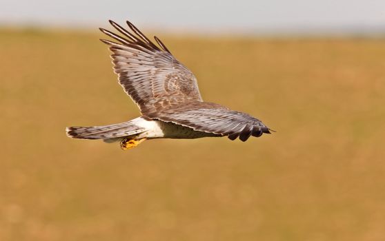 Northern Harrier in Flight Saskatchewan