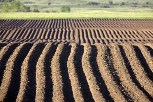 Farming Rows seeds plalnted Canada irrigation sprinklers