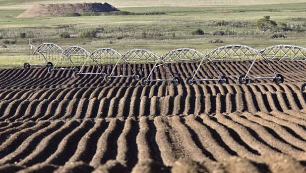 Farming Rows seeds plalnted Canada irrigation sprinklers