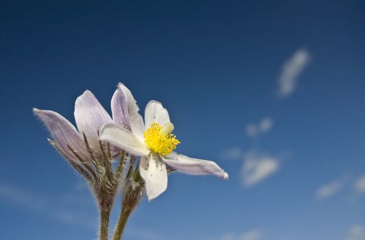 Spring Time Crocus Flower