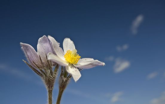 Spring Time Crocus Flower