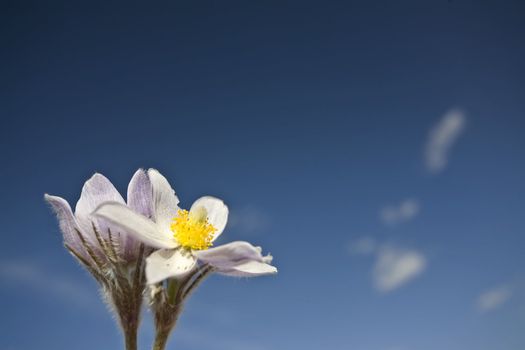 Spring Time Crocus Flower