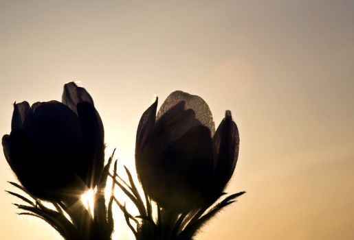 Spring Time Crocus Flower