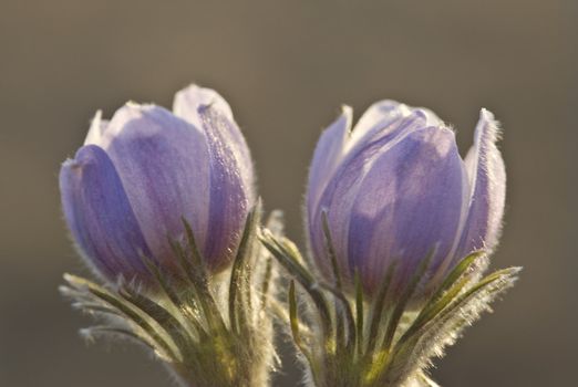 Spring Time Crocus Flower