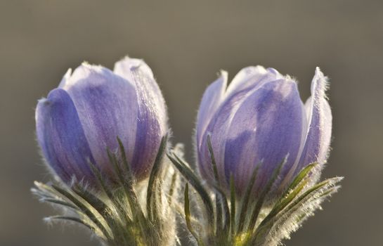 Spring Time Crocus Flower