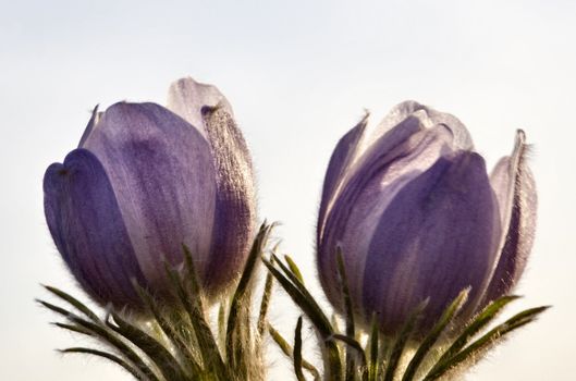 Spring Time Crocus Flower