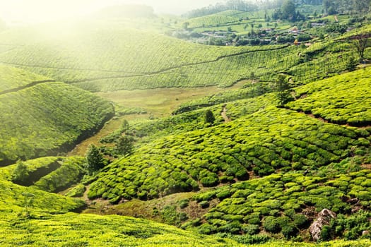 Tea plantations. Munnar, Kerala, India