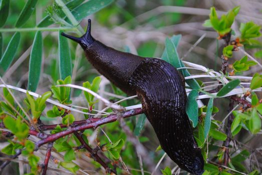 A Spanish slug, also known as Iberian slug (Arion vulgaris).