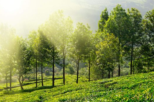 Tea plantations in morning fog. Munnar, Kerala, India