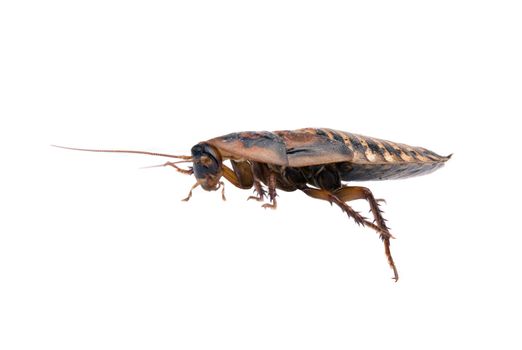 Close up of cockroach isolated over white