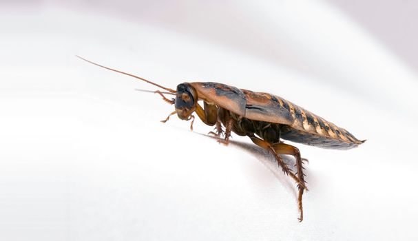 Close up of cockroach isolated over white