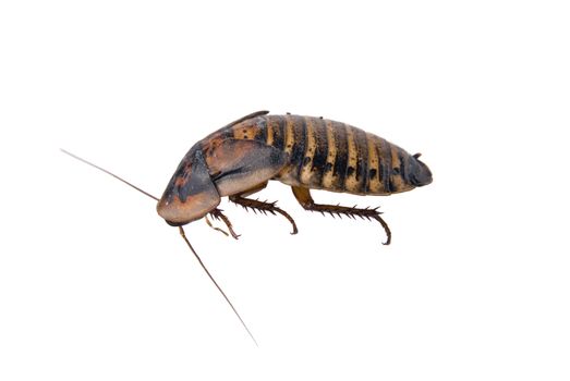 Close up of cockroach isolated over white