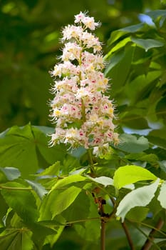 View of  inflorescence of horse chestnut on  background of foliage.