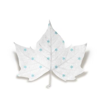 Fall leaf with light blue stars texture isolated over white background with clipping path, so you can easily cut it out and place over the top of a design.