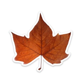 Fall leaf isolated over white with a smooth drop shadow. Clipping path included.
