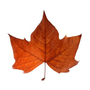 Fall leaf isolated over white with clipping path
