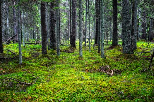 The lush majestic coniferous forest, overgrown moss