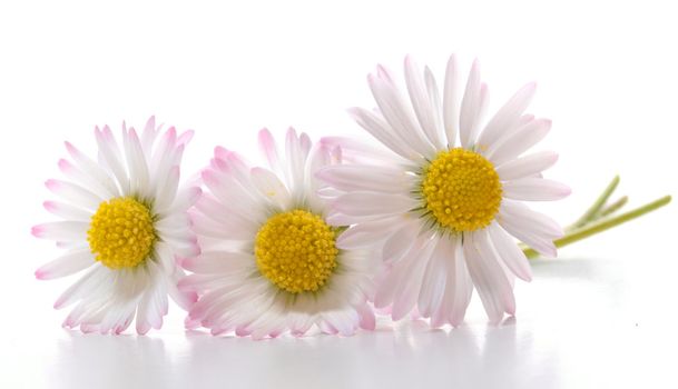 daisy flower isolated on white background with copyspace
