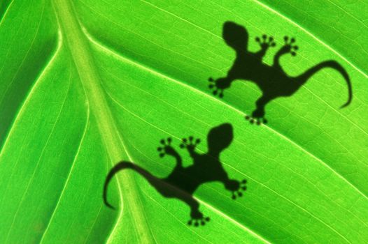 gecko shadow on green leaf texture showing nature concept with copyspace