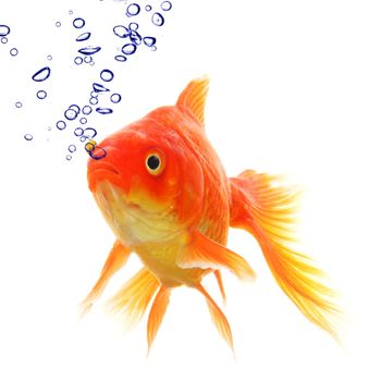 goldfish in water with bubbles showing animal concept