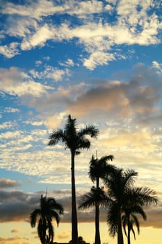 Palmtree against blue sky at sunset