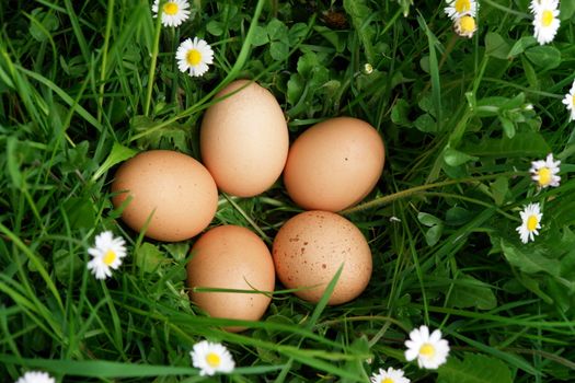 organic eggs in the meadow on a sunny day