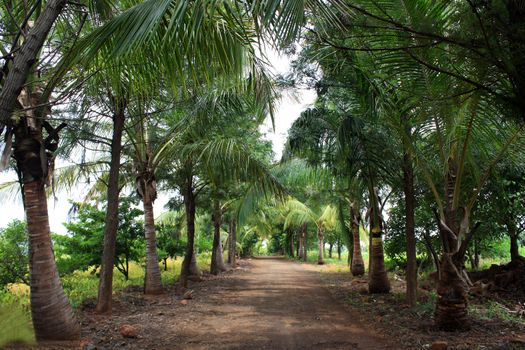 A road in between palms in the rural parts of tropical India.
