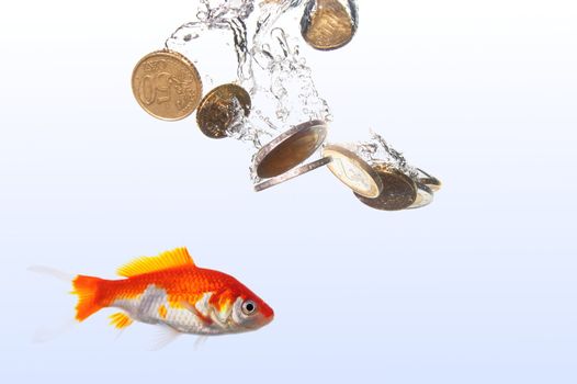 goldfish and euro money showing finance or investment concept