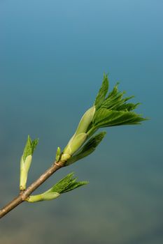 a sprout at spring time on a sunny day