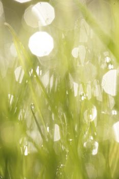 close-up of grass with dewdros, very shallow focus............