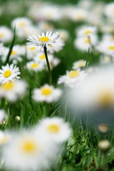 Daisies in the meadow at spring time