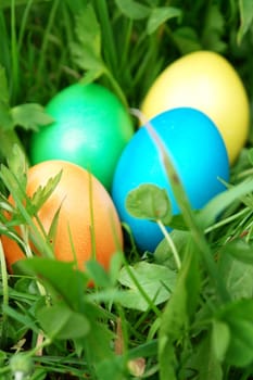 colorful Easter egg in the fresh  spring meadow