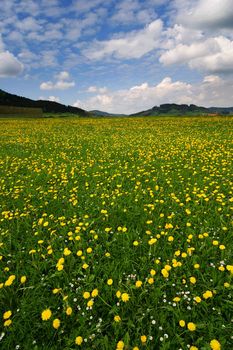 Spring flowers in the field on a sunny day