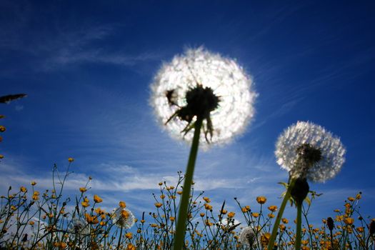 beautiful spring flowers blow balls against sky and sun