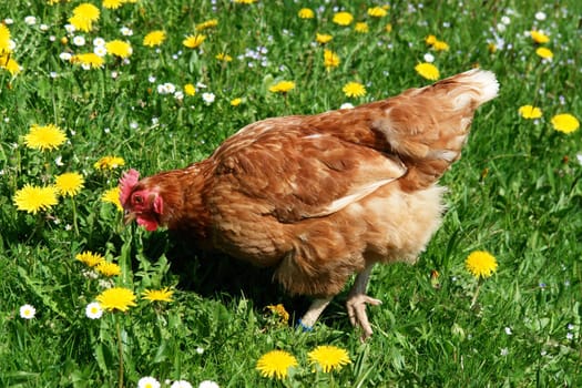 Hen outside in the meadow at spring