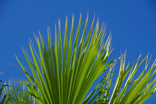 palm tree against blue sky.....