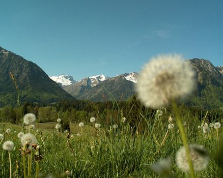 Landscape at springtime Springflowers in a Field