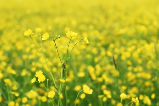 Springflowers in a Field shallow on a sunny day