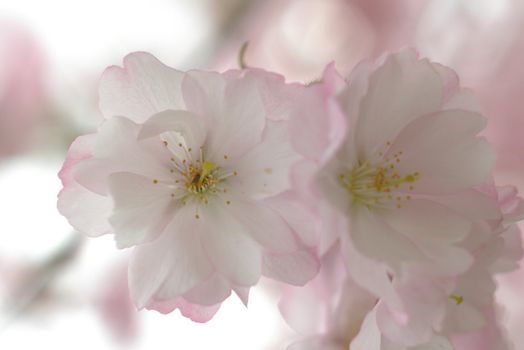 details of cherry blossom in the spring