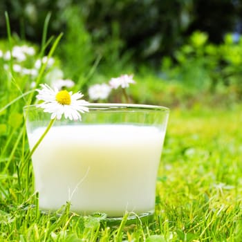 glass of milk on green grass and flower showing food concept