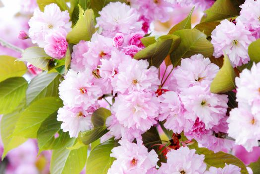 Details of cherry blossom. at spring time