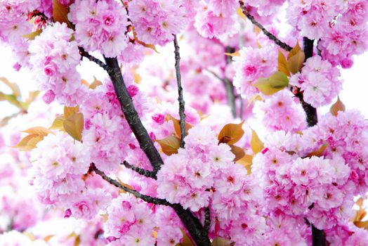 Details of cherry blossom. at spring time