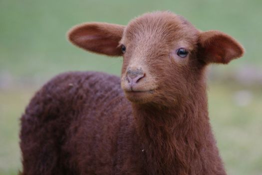 a brown lamb against a blurred background.....