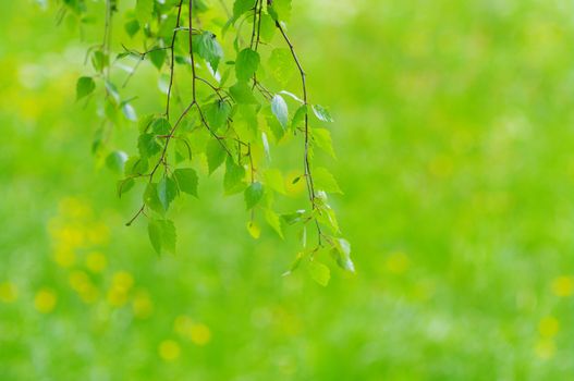 green leaves foliage at springtime outside in the nature