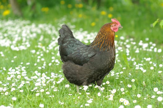 Hen outside in the meadow in spring time